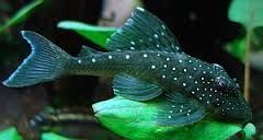 we do have the following plecos