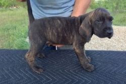 Plott Hound Puppies For Sale, For more information and pictures text O