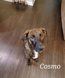 Meet Cosmo