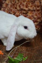 Plush lop rabbit