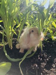 Cute baby bunny for sale