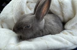 6 Month Old Bunny