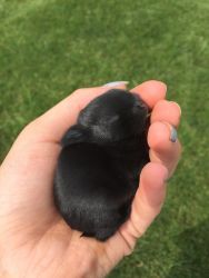 Baby Polish Rabbit For Sale
