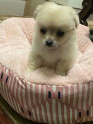 Pomapoo puppy’s for sale