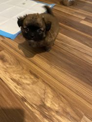 Pomapoo puppy for sale