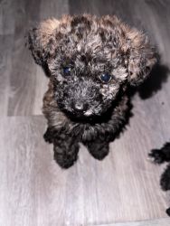 Puppies: Pomapoo (Pomeranian and toy Poodle)