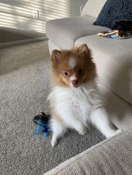 4 month Old Puppy
