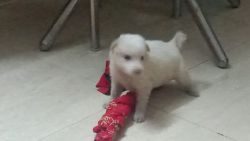 Pomarenian puppy for sale