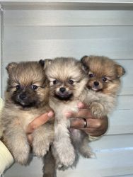 PURE BRED POMERANIAN PUPPIES (12 weeks old)