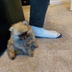 Adorable pomeranian puppies ready for their new homes