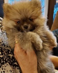 11 weeks old beautiful male and female Pomeranian puppies