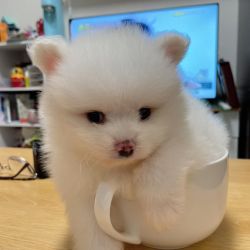 Beautiful Pomeranian puppies just turned 10 weeks and are now ready