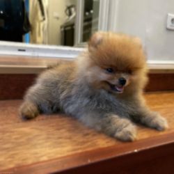 Beautiful Pomeranian puppies just turned 10 weeks and are now ready fo