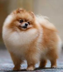 Chaiming Pomeranian puppies for sale