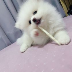 Snow Pomeranian for sale. sweet and playful puppy, 10 weeks.