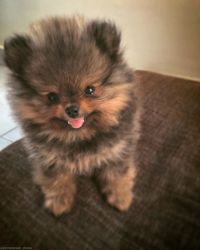 Beautiful Pomeranian puppies just turned 10 weeks and are now ready fo