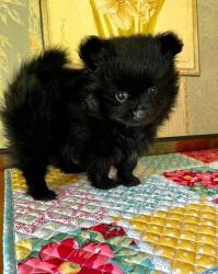 Cute Pomeranian puppy