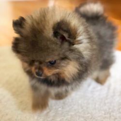 Adorable male and female Pom puppies ready to meet their new home