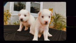 1month ,White Pomeranian, male & female puppies,contact xxxxxxxxxx