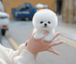 Mini Pomeranian puppies.Text me xxx-xxx-xxxx