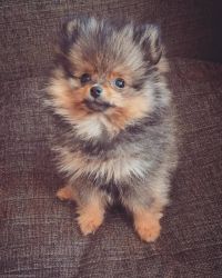Gorgeous male and female Pomeranian puppies.