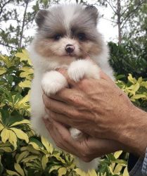 Pomeranian puppy need a good home