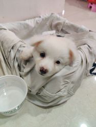 Pomeranian puppy 44 days old ( MALE)