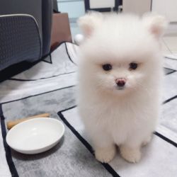 Snow Pomeranian for sale. sweet and playful puppy, 10 weeks