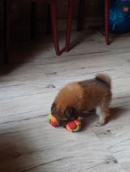 Cute Culture Pomerenian puppy for sale!!