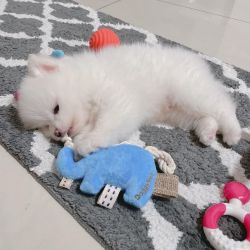 Adorable male and female snow white pomeranian puppies