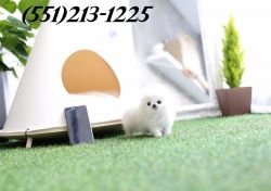 Super Tiny Teacup Teacup Pomeranian Puppy For Sale