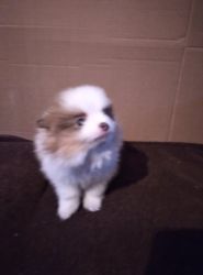Pomeranian Puppies for Sell