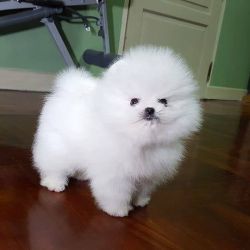 Teacup Pomeranian puppy for adoption
