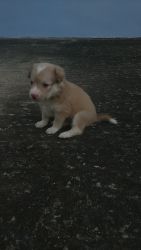 Puppy for sale