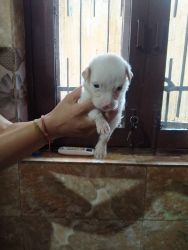 White pomeranian puppies one female and three male