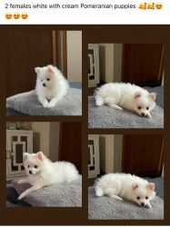 WHITE FEMALE POMERANIAN PUPPIES FOR SALE
