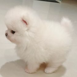 Adorable cream white and coffee brown pomeranian babies