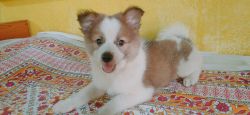 Pomospitz puppy for sell