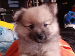 Female and Male pomeranian puppies