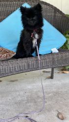 Black Pomeranian 1 year old he is sweet but we cannot take care of him