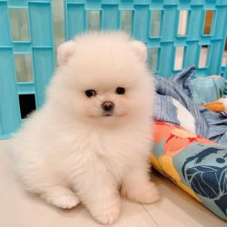 Adorable Male and Female Teacup Pomeranian puppies