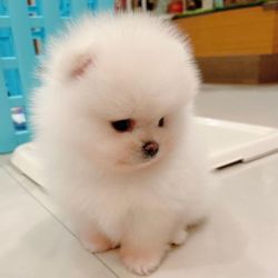 Adorable white and coffee brown Pomeranian puppies