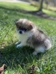 Pure Bred Pom Puppies- 7 Weeks
