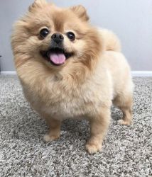 Free female Pomeranian puppy for adoption
