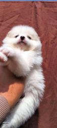 Adoption pomeranian puppy