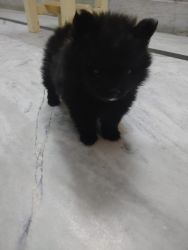 Toy Pomp (Z black colour and pure breed )