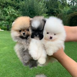 Fluffy male and female pomeranian puppy
