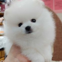 Huggable male and female Pomeranian puppy