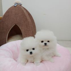 Adorable male and female Pomeranian puppy