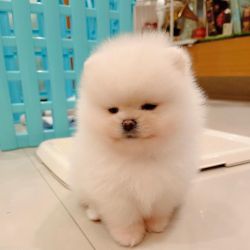Christmas pomeranian puppies for a giveaway price